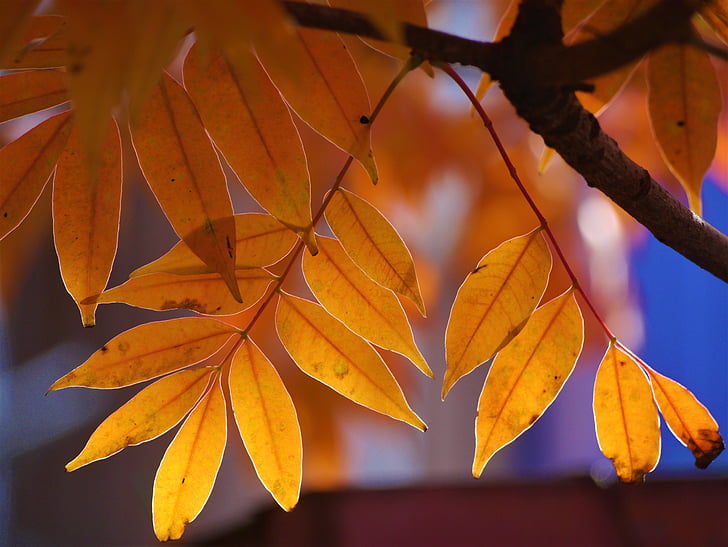 žluté listy, podzimní listí, červená, Huang, zelená, oranžová, větev