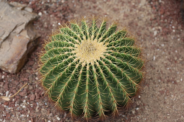 cactus, verde, tienen espinas, desierto, naturaleza, planta suculenta, planta