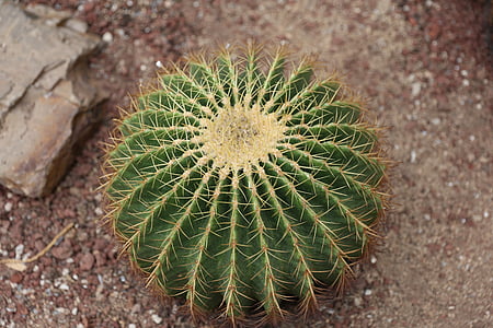 Cactus, grön, har törnen, öken, naturen, suckulent växt, Anläggningen