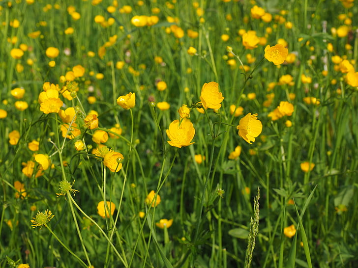 buttercup, pointed flower, flowers, yellow, ranunculus, hahnenfußgewächs, ranunculaceae