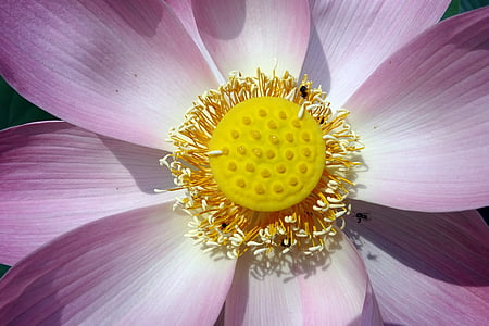 Lotus, kvet, ružová, Nelumbo, nucifera, tyčinka, piestik
