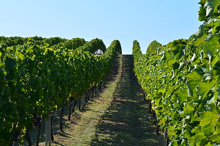 kebun anggur, anggur, Yunani, Winery, anggur, Grapevine, Naoussa kebun-kebun anggur