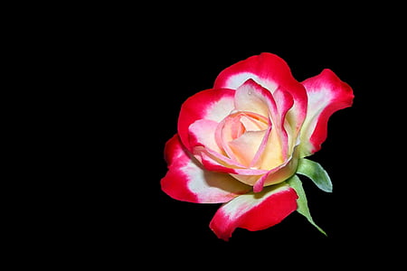 flower, blossom, bloom, rose, red white, black background, petal
