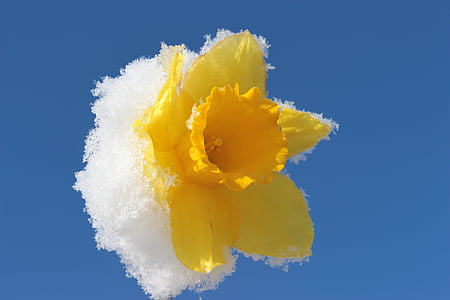 Narcissus, Blossom, Bloom, Daffodil, våren, gul, Anläggningen