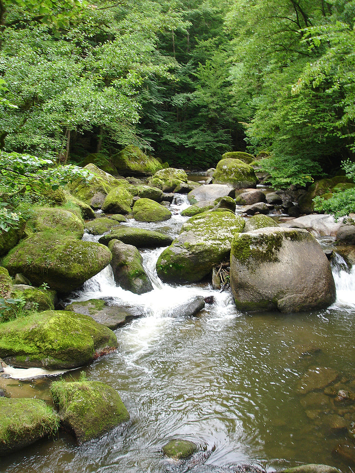 Bach, steiner, vann running, fjellbekk, skog, natur, Moss