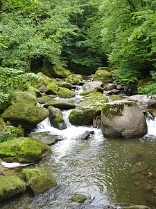 Bach, pedras, água a correr, riacho da montanha, floresta, natureza, musgo