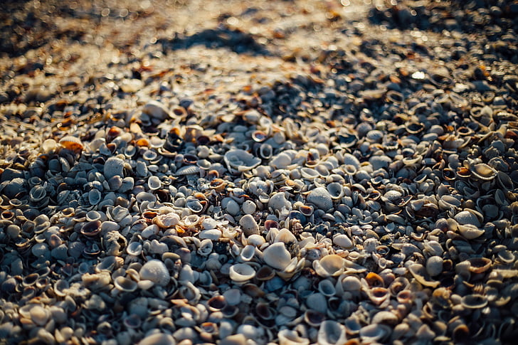 tilt, shift, photo, shells, sea shells, beach, sand