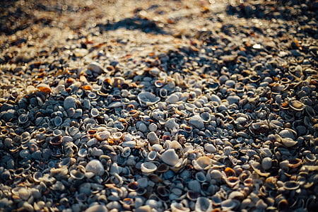 Tilt, Skift, Foto, snäckor, snäckskal, stranden, Sand