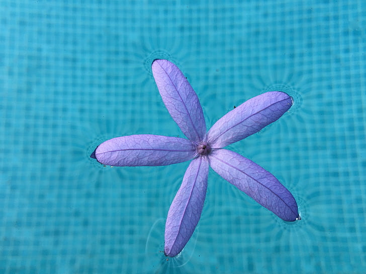 sandpaper vine, purple leaf, flower, purple, blue, water, petals