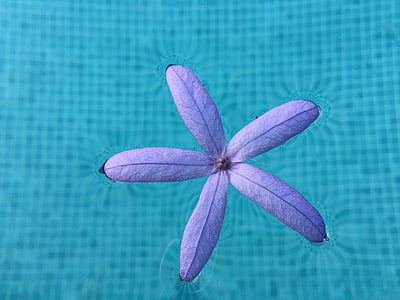 Виноградна лоза наждачним папером, Пурпурний листя, квітка, фіолетовий, синій, води, пелюстки