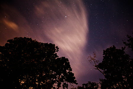 NightSky, árvore, silhueta, estrelas, à noite