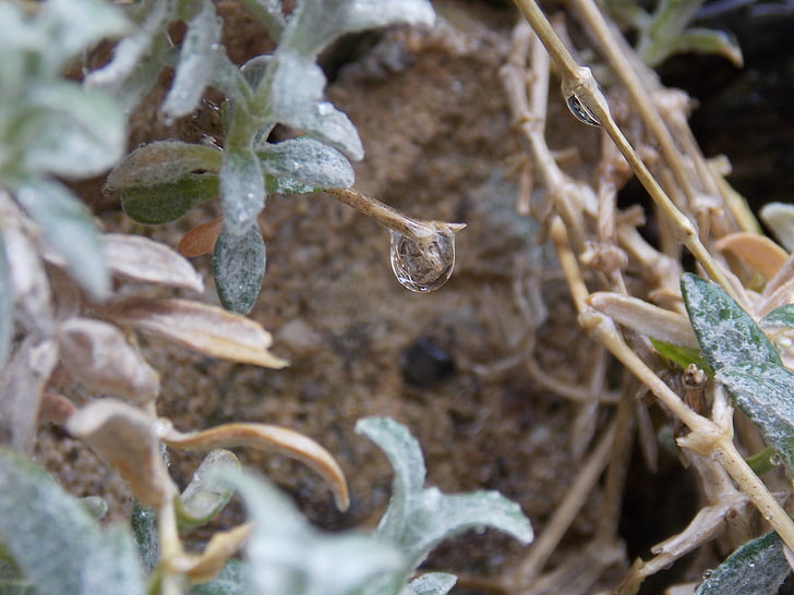 rain, leaf, drops of water, nature