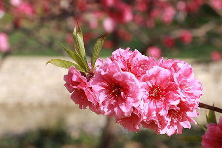 ดอกไม้, ฤดูใบไม้ผลิ, เมษายนปี