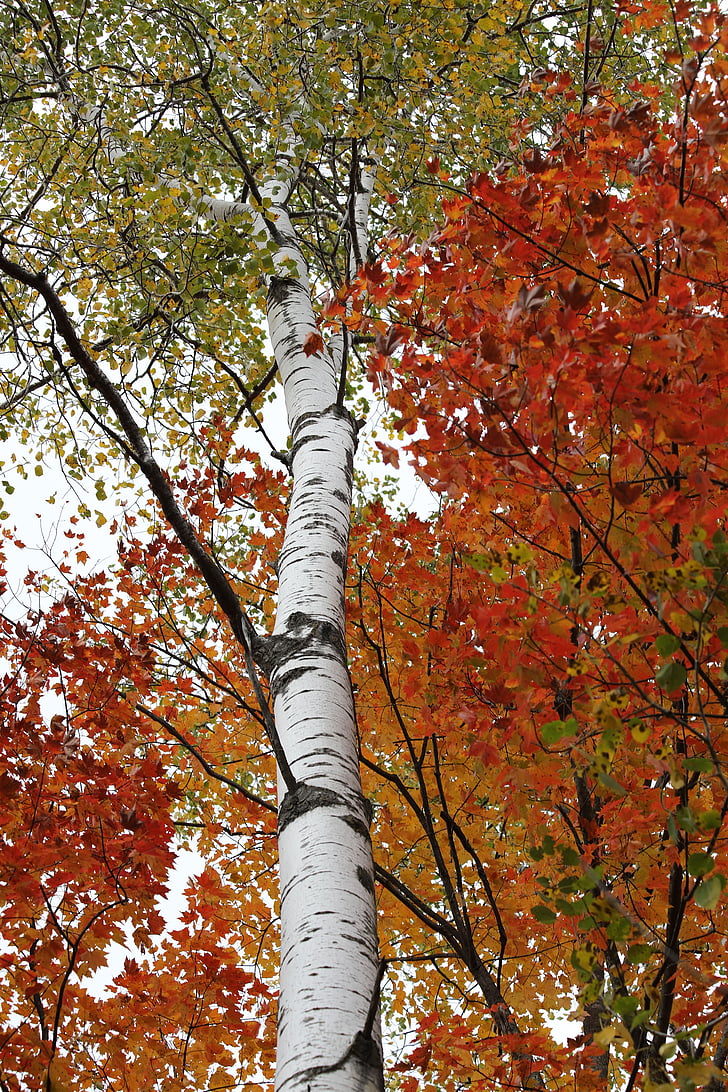 Birch, pohon birch, kulit putih, warna, daun, musim gugur, batang
