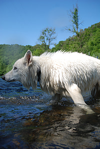Hund, Wolf, Schweizer weißer Schäferhund