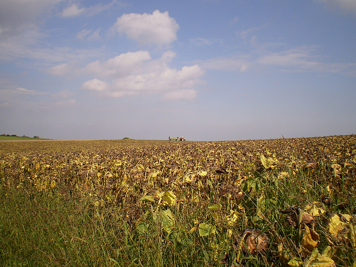 sklizeň, podzim, tahač