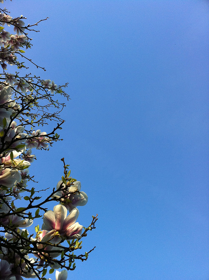 magnolia, blue sky, bloom, flowers, blossom