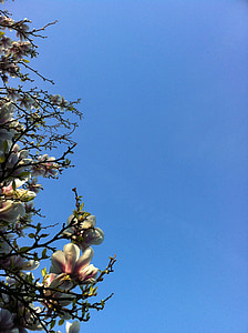 magnólie, modrá obloha, Bloom, květiny, květ