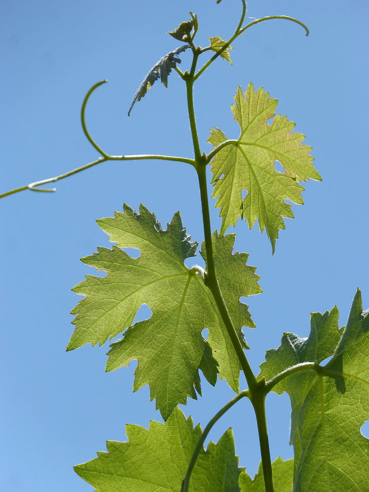 vine, outbreak, leaves, trasluz