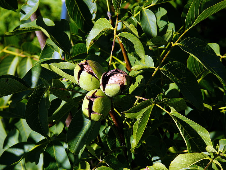 pohon kacang, juglans regia, kenari, Walnut pada pohon, cangkang kenari dengan, Wallace walnut
