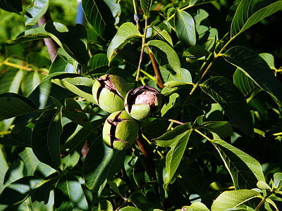 ořechy, Juglans regia, ořech, ořech na stromě, vlašských ořechů s, Wallace ořech