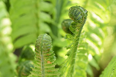 fern, plant, green, nature, close, rolled up, fern plant