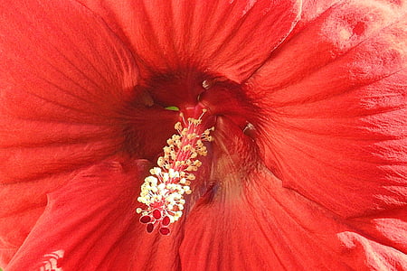 ハイビスカスの花, 巨大なハイビスカス, 赤, ハイビスカス, 雌しべ, クローズ アップ, 自然