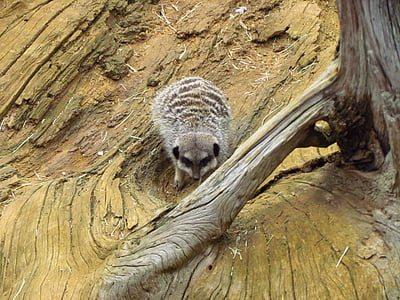 Meerkat, пісок, пухнастий, зоопарк