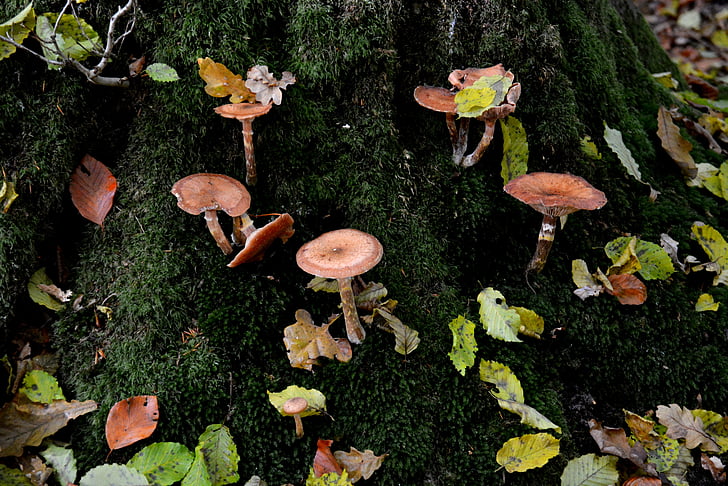 mushrooms, moss, leaves, forest, forest floor, tree stump