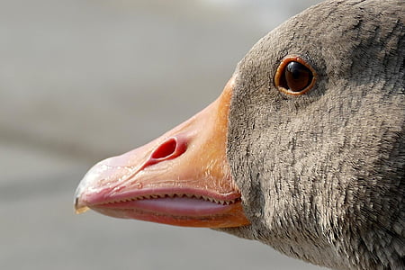 goose, geese head, animal, nature, animal head, animal body part, beak