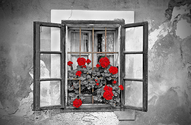 window, house, black and white, flowers, colorkey