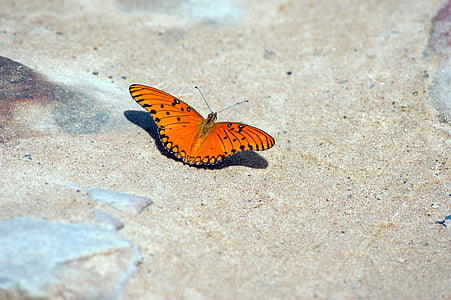 Motyl, drogi, kamienie, Paragwaj, Ameryka Południowa, Natura, owad