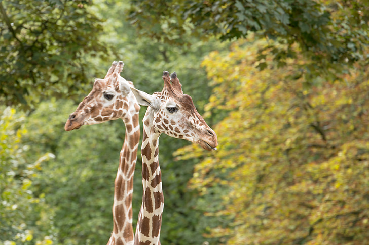 giraffes, neck, giraffe neck, zoo, animal, nature, mammal