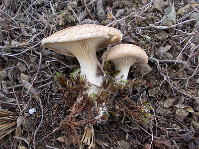 jamur, jamur, alam, pada musim gugur