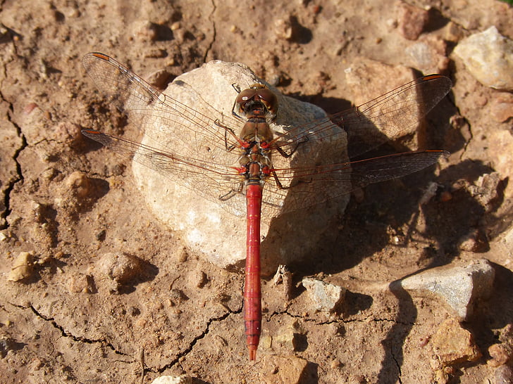 Dragonfly, Sympetrum striolatum, röd trollslända, detalj, Rock, skönhet, Priorat