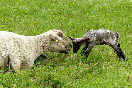 animal, sheep, dam, lamb, new born, pasture, dike