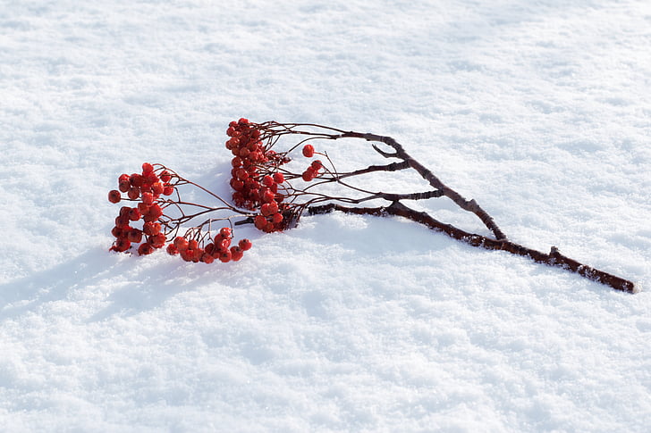 Rowan, neve, inverno, ramo, natura, albero, stagione