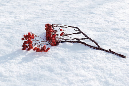 Rowan, tuyết, mùa đông, chi nhánh, Thiên nhiên, cây, mùa giải