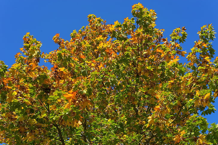 boom, Bladeren, esdoorn, herfst, kleurrijke, natuur, takken
