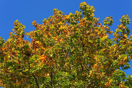 träd, lämnar, lönn, hösten, färgglada, naturen, grenar