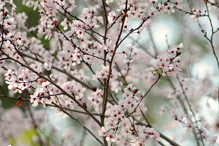 вишня, Блоссом, Весна, японский, дерево, Лепесток, цветение