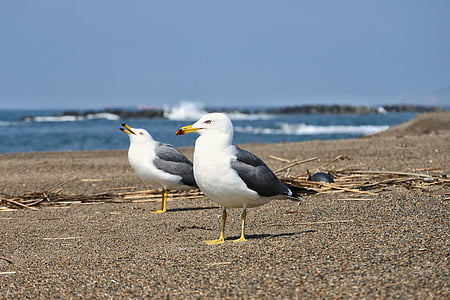 animal, mar, praia, Gaivota mar, Gaivota, pássaro, aves marinhas