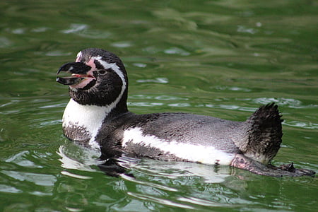 Pingüino de, Parque zoológico, animal, mundo animal, aves, cerrar, pájaro
