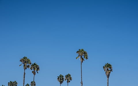 Palm, arbre, bleu, Sky, en journée, plante, nature