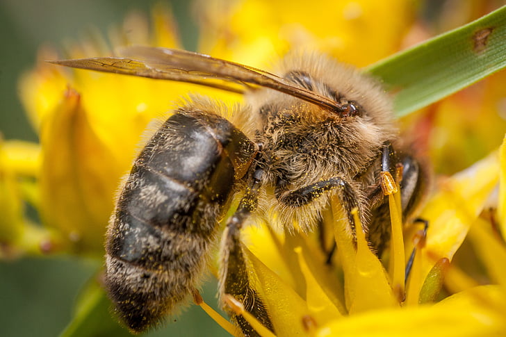 lebah, madu, fotografi makro, makro, serbuk sari, musim panas, tanaman