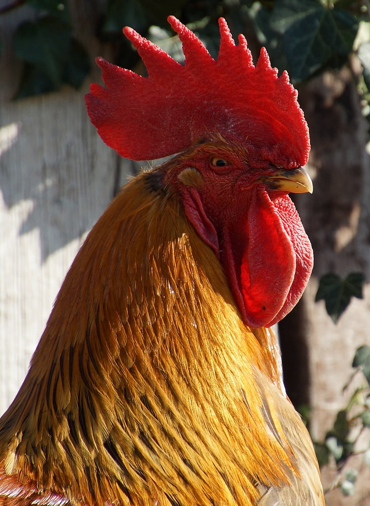 hahn, chicken coop, farm, chicken - bird, rooster, livestock, cockerel