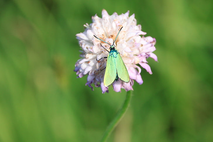 borboleta, verde, metálico, reflexão, asas, insetos