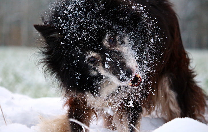 snow, dog, border, winter, border collie, herding dog, purebred dog