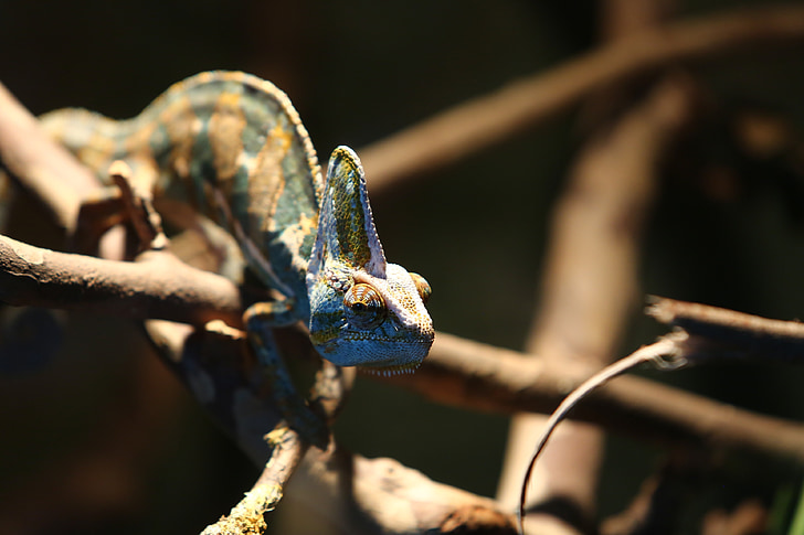 kameleon, gmaz, Madagaskar