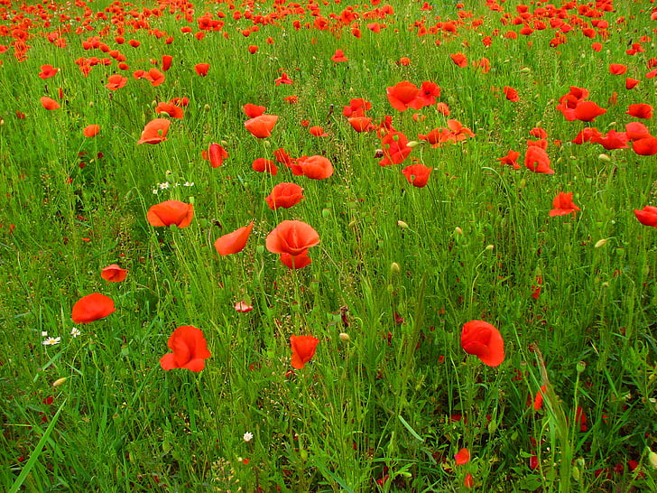 Poppies, bidang poppies, padang rumput, bunga, hijau, merah, alam